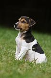 PARSON RUSSEL TERRIER 199